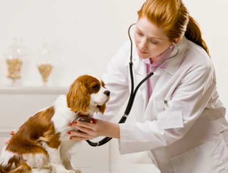 Nombres para clínicas veterinarias